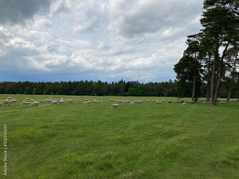 A flock of sheep crosses a green juicy field. A forest is visible in the distance