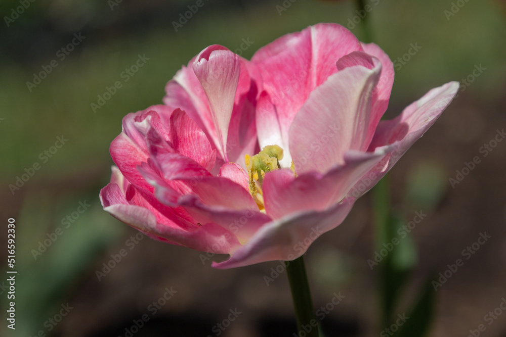 Fototapeta premium isolated flower close-up. macro. desktop wallpapers. floral background. pink large tulip.