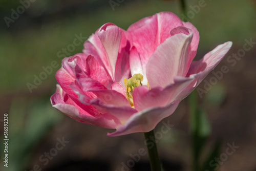isolated flower close-up. macro. desktop wallpapers. floral background. pink large tulip.