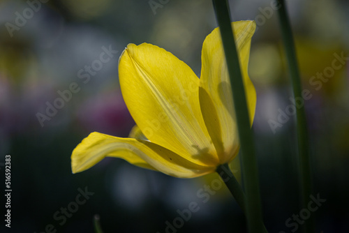 isolated flower close-up. macro. desktop wallpapers. floral background. yellow large tulip.