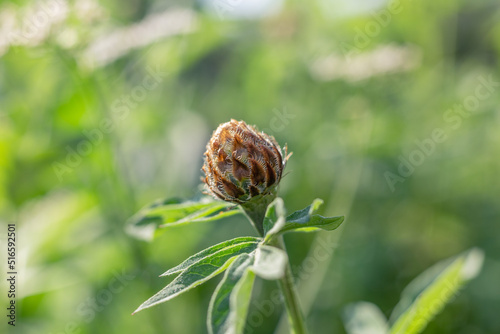 isolated plant close-up. macro. desktop wallpapers. vegetable background. closed bud