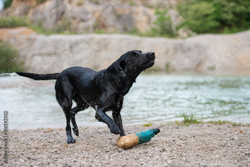 Black labrador retriever shaking off the water