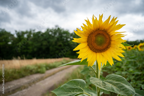 Beautiful blooming sunflower growing in a field
