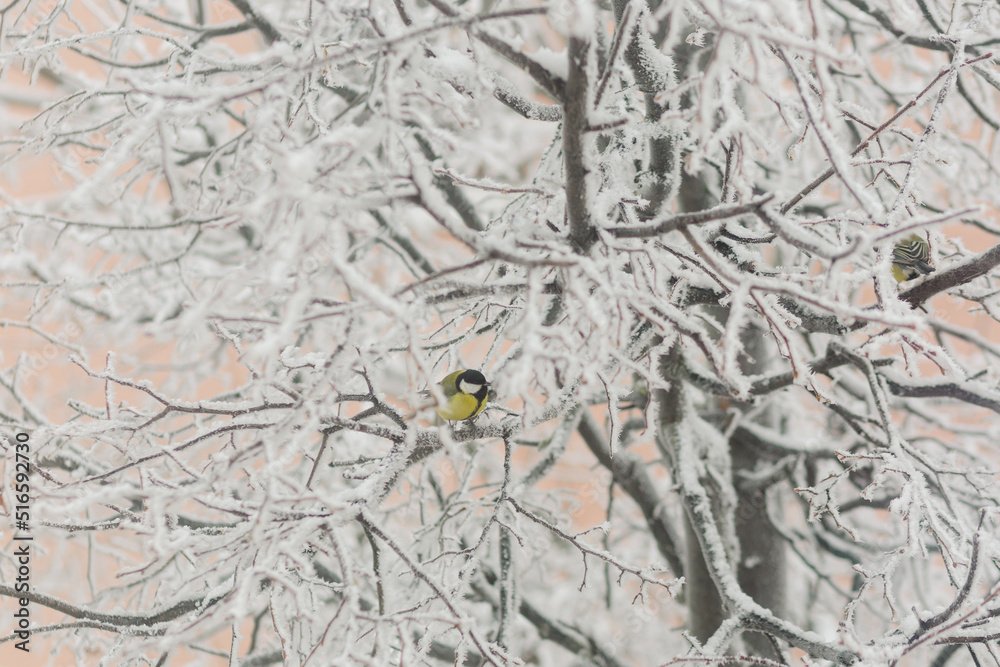 Great tit on the branches of a snow-covered tree