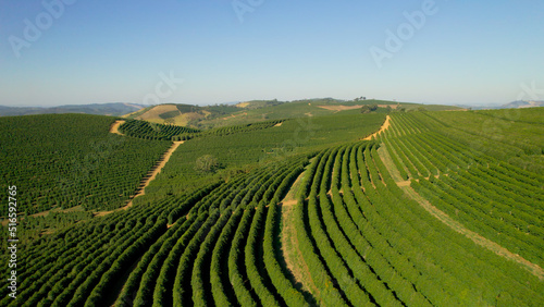 Coffee plantation farm in the mountains