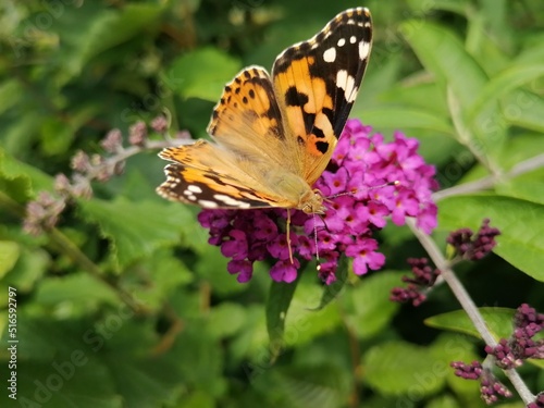 butterfly on flower © Michael