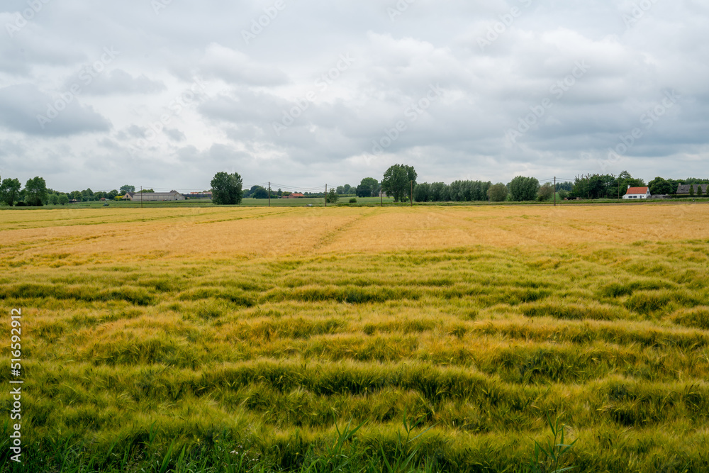 Field with Common Barley (Hordeum vulgare) in West Flanders, Belgium
