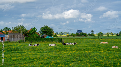 Meadow with cows and buttercups in West Flanders  Belgium 