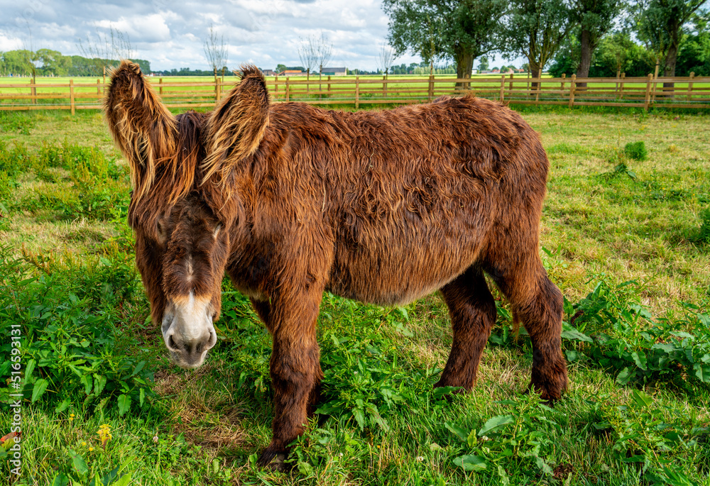 Fototapeta premium Close up portrait of a long-haired brown donkey