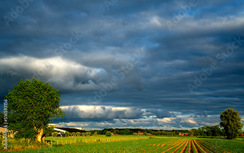 Dark clouds over a field with young Corn plants (Zea mays) in West Flanders, Belgium
 photo