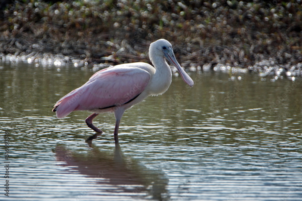 Roseate spoonbill (Platalea ajaja) wading in a pond near the beach in Ayampe, Ecuador Roseate spoonbill (Platalea ajaja) wading in a pond near the beach in Ayampe, Ecuador