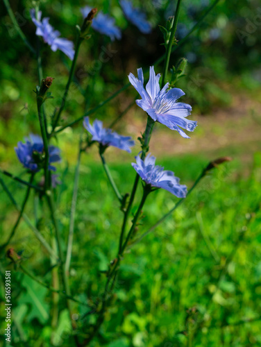blue field flower