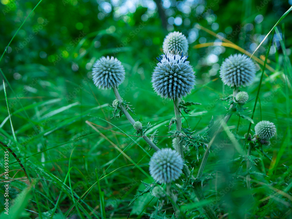 flower in the meadow. Echínops rítro flower in the meadow. Echínops rítro