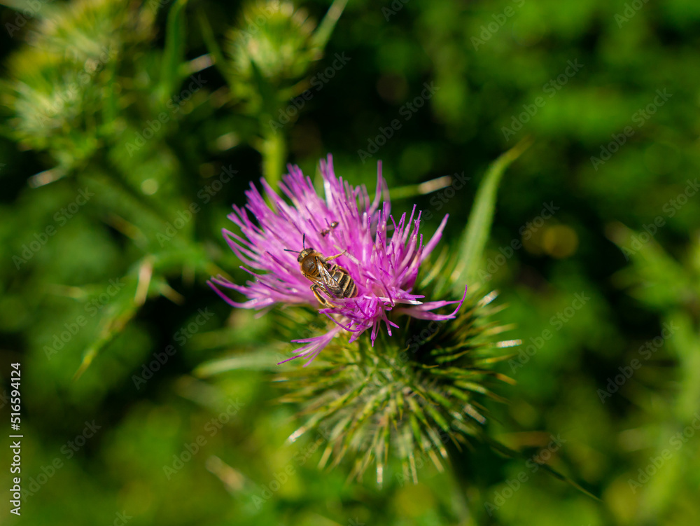 a bee collects nectar from a thistle flower a bee collects nectar from a thistle flower
