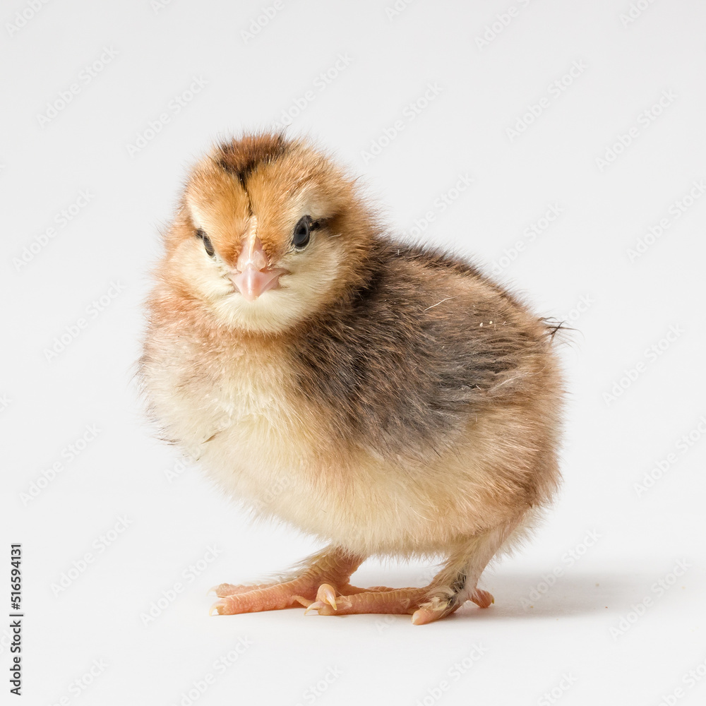 little chick crouched on a white background little chick crouched on a white background