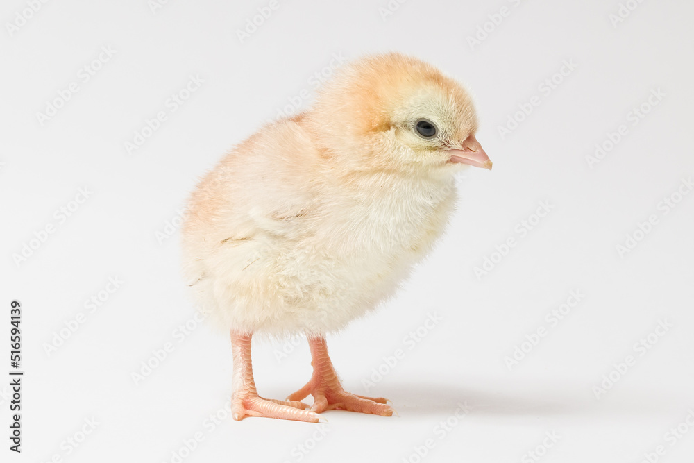 little yellow chicken stands sideways on a white background