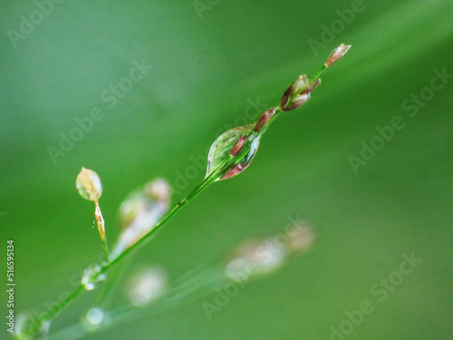 close-up of water drops on plants