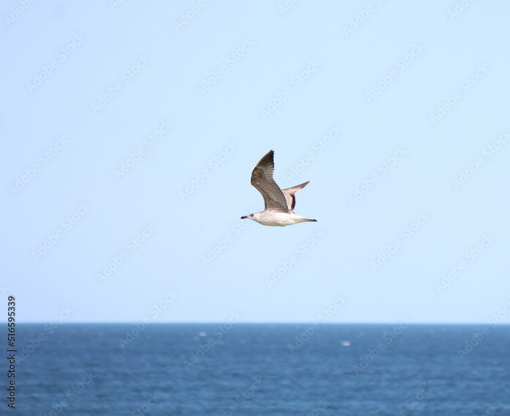 swift flight of seagulls over the waves of the Black Sea in Bulgaria