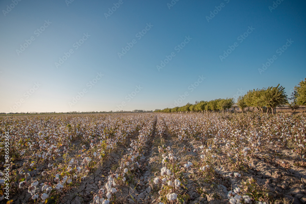 Fototapeta premium Endless cotton fields can still be seen on both sides of the highway. and in September it looks all white.