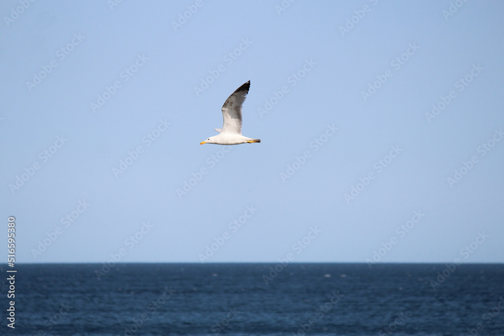 swift flight of seagulls over the waves of the Black Sea in Bulgaria