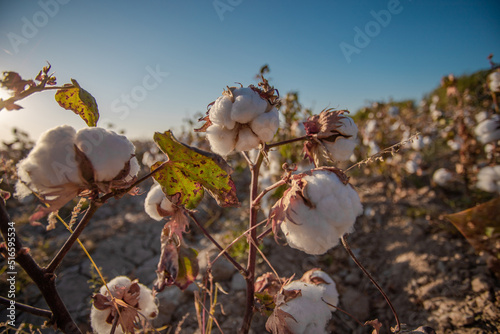 otton used to be grown a lot in Uzbekistan, but nowadays attempts are being made to reduce cultivation and export it as a semi-finished product. photo