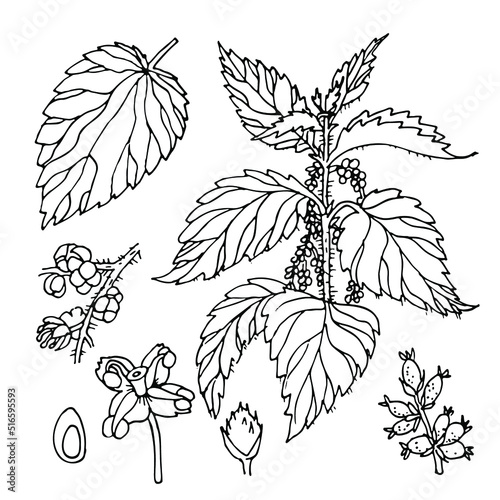 Nettle hand drawn collection. Urtica dioica. Nettle stem, leaves, flowers, seeds. Set. Medical plant. Botanical illustration for cosmetic, medicine, aromatherapy, treating, package design, tea, food