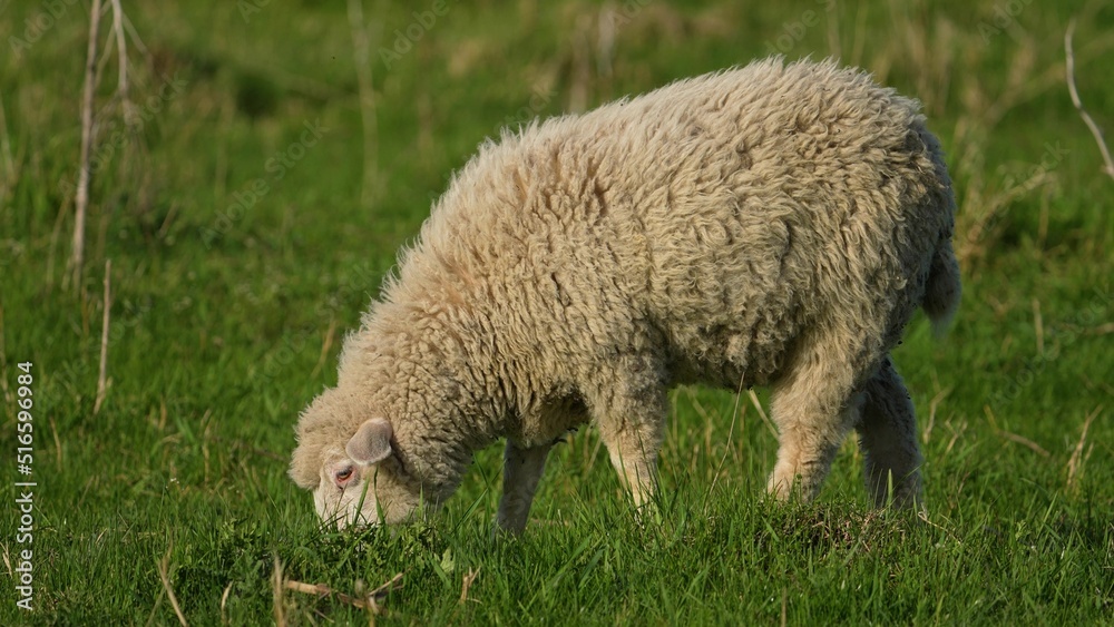 The sheep on the meadow breathes swaying, grazes, screams, turning its head to the side. 4k shot The sheep on the meadow breathes swaying, grazes, screams, turning its head to the side. 4k shot