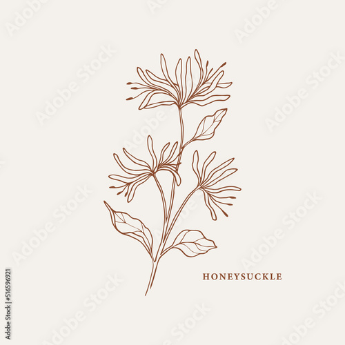 Hand drawn honeysuckle branch illustration photo