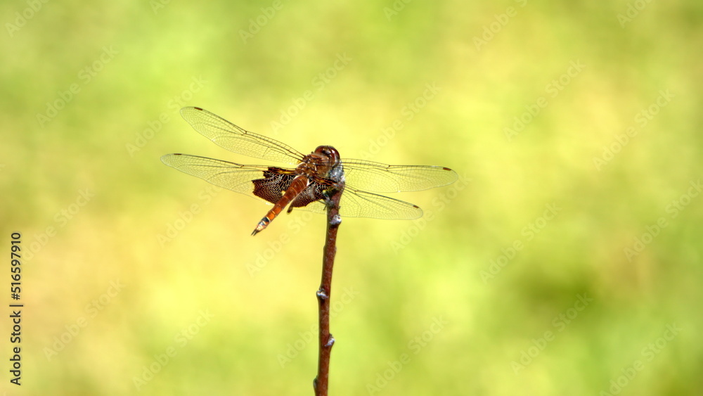 Carolina saddlebags dragonfly perched on a twig in a backyard in Panama City, Florida, USA Carolina saddlebags dragonfly perched on a twig in a backyard in Panama City, Florida, USA