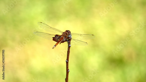 Carolina saddlebags dragonfly perched on a twig in a backyard in Panama City, Florida, USA © Angela