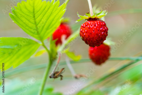 Bush of wild strawberries in the forest. Red strawberry and wild meadow, closeup