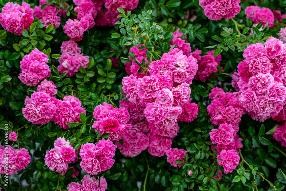a wall of pink roses in bloom a wall of pink roses in bloom
