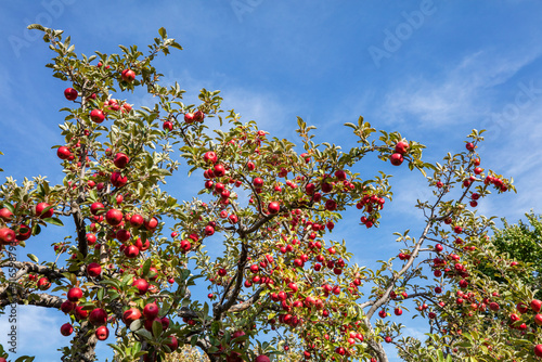 A fruits cluster of "Niğde Apple" (Malus domestica var. nigde), a local apple variety grown in Niğde Province, Turkey.