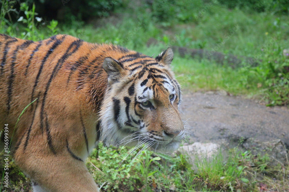 Obraz premium tigre