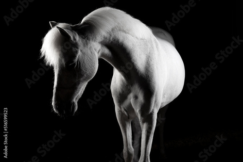 Fine art equestrian photo session of a fairytale white dreamy horse pony  looking away with dreamy eyes with black background.