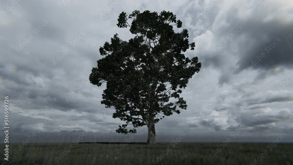 Solitary tree and rain falling down against gray clouds, 4K