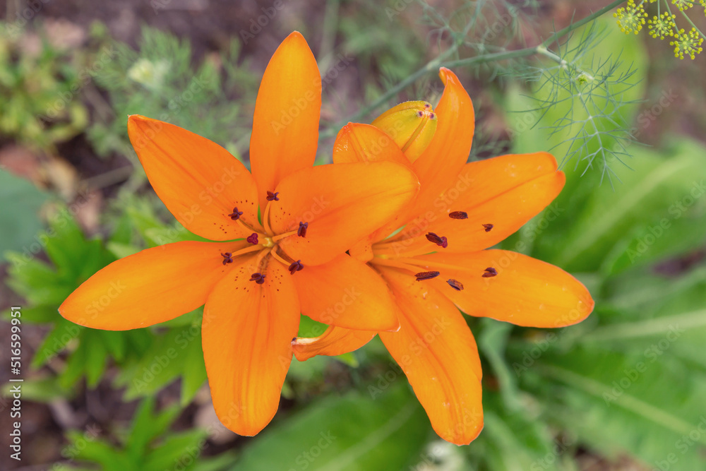 Bright orange Easter Lily flowers closeup in garden. Lilies blooming close up
Bright orange Easter Lily flowers closeup in garden. Lilies blooming close up
