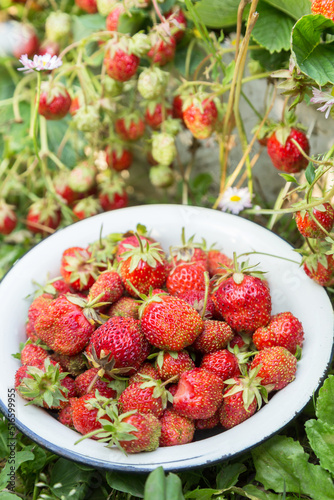 Fresh ripe strawberries in white plate in nature in garden with strawberry bush close up in sunlight