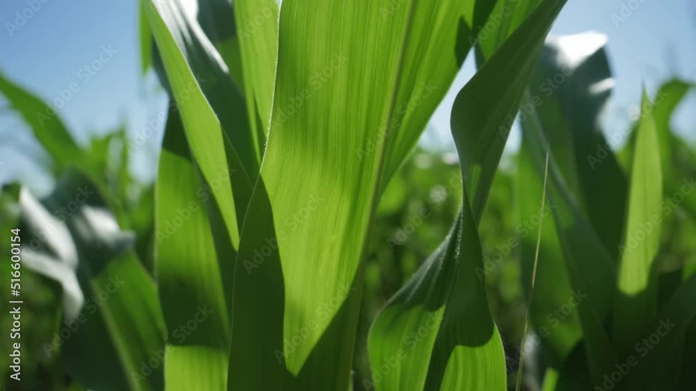 green corn field close up, maize crops. cereal grain, staple food. maize cultivation. corn grown in farmland, cornfield. agriculture industry green corn field close up, maize crops. cereal grain, staple food. maize cultivation. corn grown in farmland, cornfield. agriculture industry