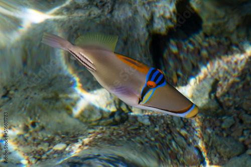 close up of Lagoon triggerfish swimming at reef photo