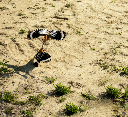 hoopoe couple love story