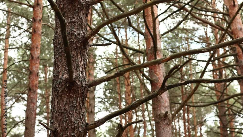 Moving camera through tall trunk pine trees in green forest in nature on summer. wild life.