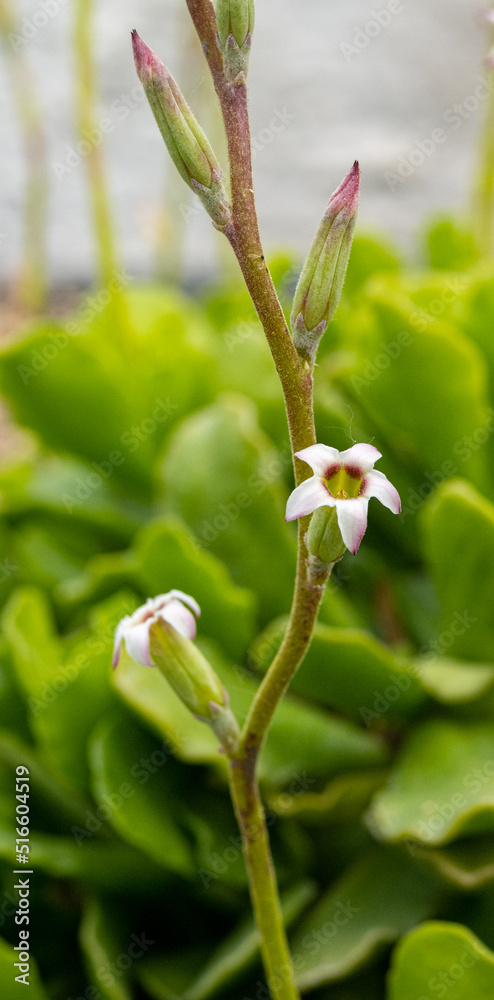 The flowers of a beautiful plant succulent Adromischus cristatus. Endemic to the eastern cape of South Africa. The flowers of a beautiful plant succulent Adromischus cristatus. Endemic to the eastern cape of South Africa.