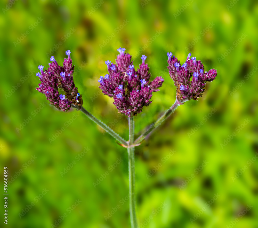 Obraz premium Verbena bonariensis a purple herbaceous perennial summer autumn flower plant commonly known as purple top or Argentinian vervain .