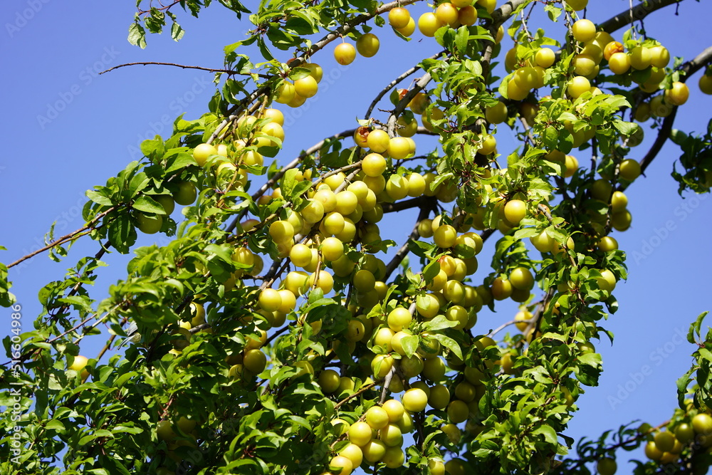 Yellow Prunus cerasifera is a species of plum known by the common names cherry plum and myrobalan plum. Yellow Prunus cerasifera is a species of plum known by the common names cherry plum and myrobalan plum.
