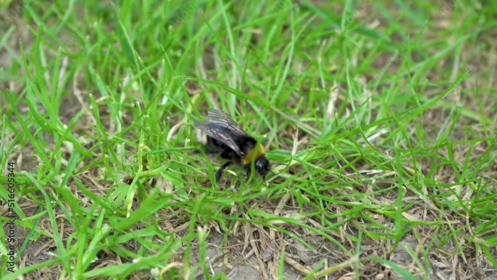 bumblebee crawls on the grass,poisoned bees, the bee slowly climbs the grass bumblebee crawls on the grass,poisoned bees, the bee slowly climbs the grass