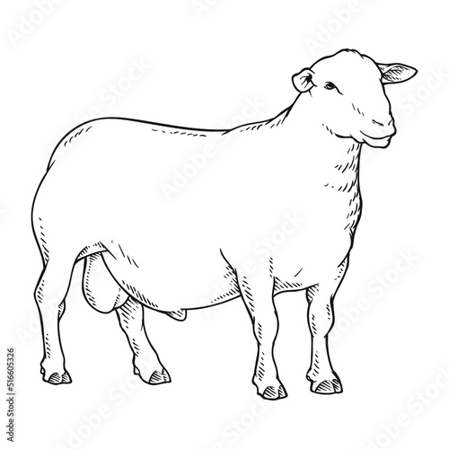 goat or sheep drawing line art