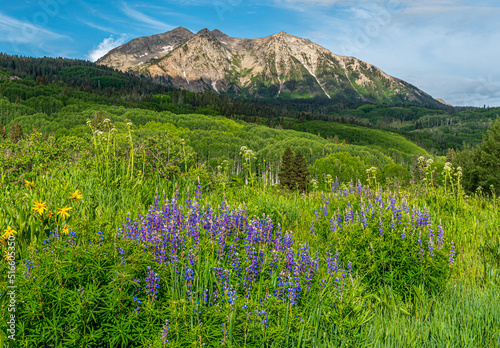 Rocky Mountain Wildflowers