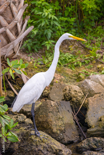 Wide shot of a Great Egret  ardea alba  hunting for fish along a river bank.
