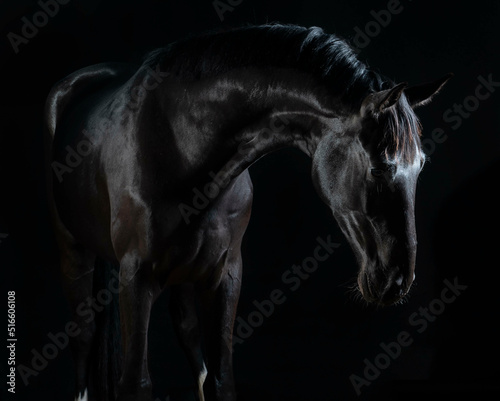 Gorgeous fine art photos of black beautiful horse on black background.